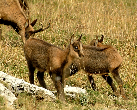 Camoscio d''Abruzzo Rupicapra pyrenaica ornata